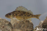 blacktail (Gymnocephalus cernuus)