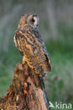 Long-eared Owl (Asio otus)