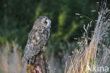 Long-eared Owl (Asio otus)