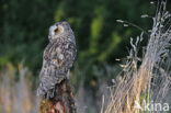 Long-eared Owl (Asio otus)