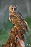 Long-eared Owl (Asio otus)