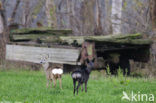 Roe Deer (Capreolus capreolus)