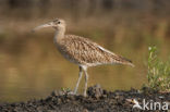 Whimbrel (Numenius phaeopus)