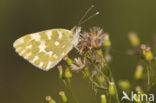 Resedawitje (Pontia daplidice)