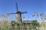 Riet (Phragmites australis)