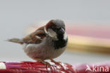 Eurasian Tree Sparrow (Passer montanus)