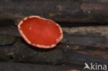 Rode kelkzwam (Sarcoscypha coccinea)