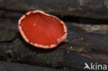 Rode kelkzwam (Sarcoscypha coccinea)