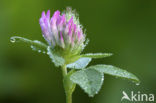 Rode klaver (Trifolium pratense)