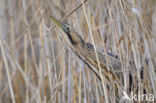 Bittern (Botaurus stellaris)