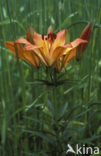 Roggelelie (Lilium bulbiferum subsp.croceum) 