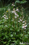 Round-leaved Wintergreen (Pyrola rotundifolia)