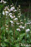 Round-leaved Wintergreen (Pyrola rotundifolia)