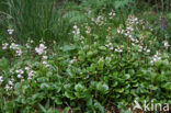 Round-leaved Wintergreen (Pyrola rotundifolia)