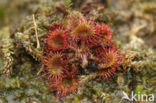 Round-leaved Sundew (Drosera rotundifolia)