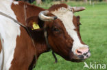 Roodbonte MRIJ Koe (Bos domesticus)