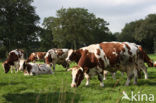 Roodbonte MRIJ Koe (Bos domesticus)