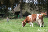 Roodbonte MRIJ Koe (Bos domesticus)