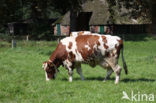 Roodbonte MRIJ Koe (Bos domesticus)