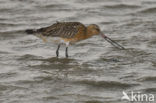 Bar-tailed Godwit (Limosa lapponica)
