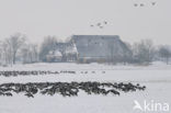 Rotgans (Branta bernicla)