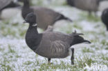 Rotgans (Branta bernicla)