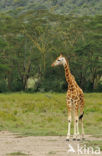 Rothschild’s Giraffe (Giraffa camelopardalis rothschildi)