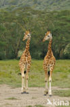 Rothschild’s Giraffe (Giraffa camelopardalis rothschildi)