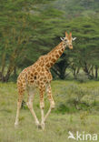 Rothschild’s Giraffe (Giraffa camelopardalis rothschildi)