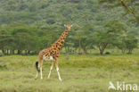 Rothschild’s Giraffe (Giraffa camelopardalis rothschildi)