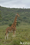 Rothschild’s Giraffe (Giraffa camelopardalis rothschildi)