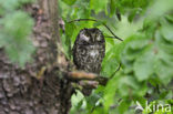 Boreal Owl (Aegolius funereus)