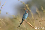 Sahelscharrelaar (Coracias abyssinicus)