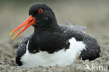 Scholekster (Haematopus ostralegus)