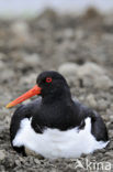 Scholekster (Haematopus ostralegus)