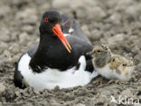 Scholekster (Haematopus ostralegus)