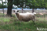 sheep (Ovis domesticus)