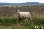 Schoonebeeker schaap (Ovis domesticus)