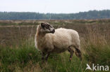 sheep (Ovis domesticus)