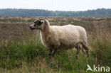 sheep (Ovis domesticus)