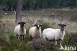 Schoonebeeker schaap (Ovis domesticus)