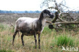 Schoonebeeker schaap (Ovis domesticus)