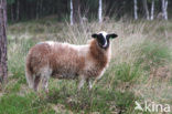 Schoonebeeker schaap (Ovis domesticus)