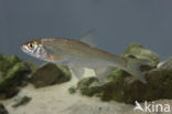 Dace (Leuciscus leuciscus)