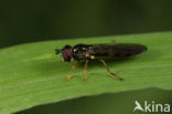 Slank Platvoetje (Platycheirus angustatus)