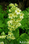 Oxlip (Primula elatior)