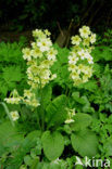 Oxlip (Primula elatior)