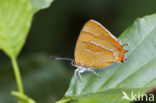 Sleedoornpage (Thecla betulae) 