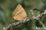 Sleedoornpage (Thecla betulae) 