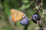 Brown Hairstreak (Thecla betulae)